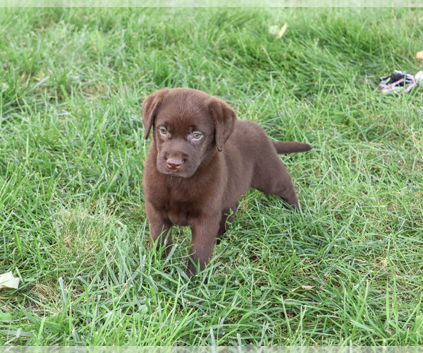 Medium Photo #4 Labrador Retriever Puppy For Sale in SYRACUSE, IN, USA