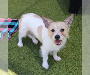 Cairn Terrier-Unknown Mix Dogs for adoption in Rockaway, NJ, USA