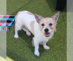 Small Cairn Terrier Mix