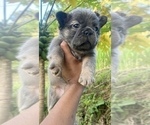 Small Photo #10 French Bulldog Puppy For Sale in CLEVELAND, OH, USA
