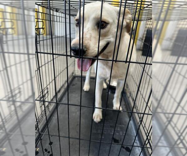 Medium Photo #1 Labrador Retriever-Unknown Mix Puppy For Sale in Las Vegas, NV, USA