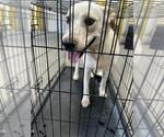 Small Labrador Retriever Mix
