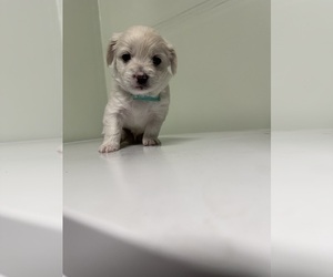 Maltipoo-Poodle (Toy) Mix Dog for Adoption in MODESTO, California USA