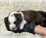 Puppy Blue Collar Border Collie
