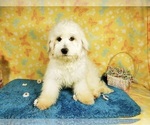 Puppy Toy Blake Goldendoodle-Poodle (Toy) Mix