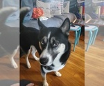 Small Photo #1 Siberian Husky Puppy For Sale in WESTHAMPTON, MA, USA