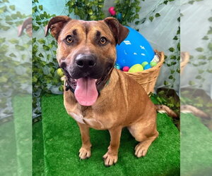 Labrador Retriever-Unknown Mix Dogs for adoption in Bryant, AR, USA