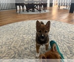 Small #23 Shiba Inu