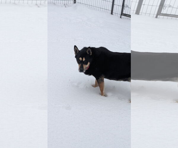 Medium Photo #4 Mutt Puppy For Sale in Rockaway, NJ, USA