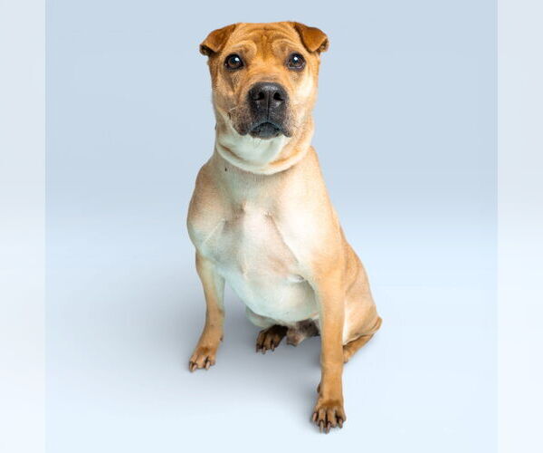 Medium Photo #3 Mutt Puppy For Sale in Rowlett, TX, USA