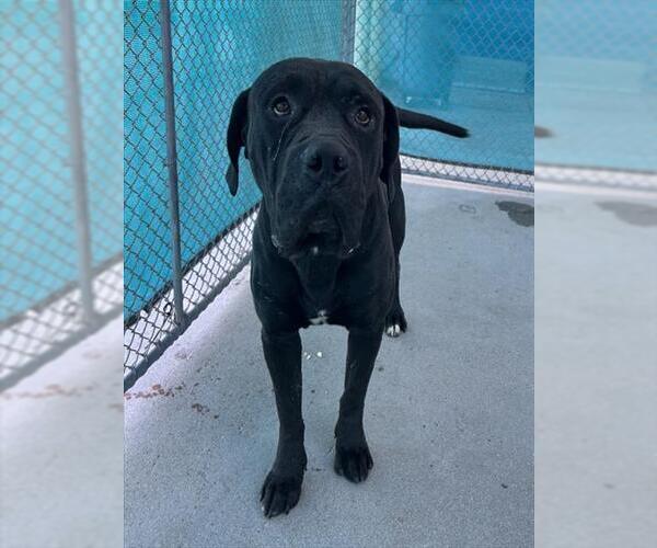Medium Photo #1 Mastiff Puppy For Sale in Bakersfield, CA, USA