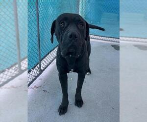 Mastiff Dogs for adoption in Bakersfield, CA, USA