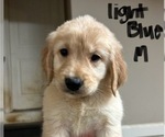 Puppy Light Blue Golden Retriever
