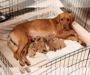 Mother of the Golden Retriever puppies born on 01/10/2023