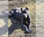 Small #15 Cane Corso