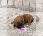 Small Photo #4 Puggle-Shih Tzu Mix Puppy For Sale in NEW YORK MILLS, MN, USA