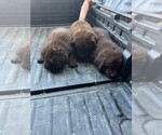 Small Photo #4 Newfoundland Puppy For Sale in RENSSELAER, IN, USA