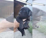 Small #25 Labrador Retriever