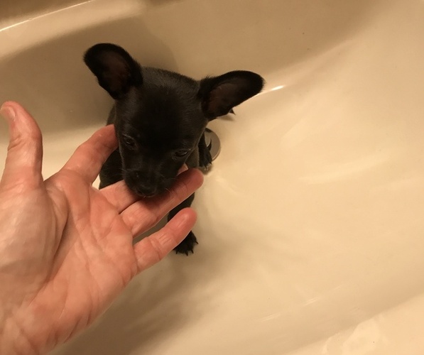Medium Photo #3 Chihuahua Puppy For Sale in FAYETTEVILLE, NC, USA