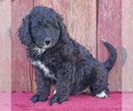 Small Photo #2 Bernedoodle Puppy For Sale in THORP, WI, USA