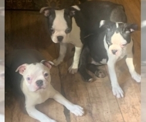 Boston Terrier Puppy for sale in MIDDLETON, MA, USA