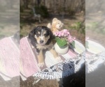 Small Photo #3 Australian Shepherd Puppy For Sale in FARMVILLE, VA, USA