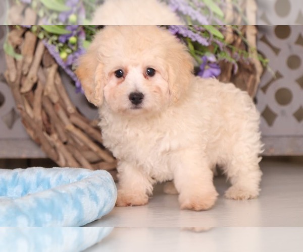 Medium Photo #1 Poodle (Toy) Puppy For Sale in MOUNT VERNON, OH, USA