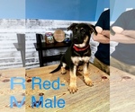 Small Photo #2 German Shepherd Dog Puppy For Sale in VALDOSTA, GA, USA