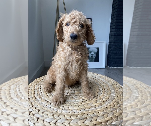 Medium Photo #4 Goldendoodle-Poodle (Standard) Mix Puppy For Sale in LOS ANGELES, CA, USA