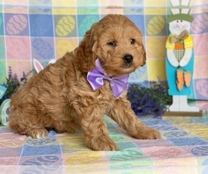 Goldendoodle Puppy for sale in LANCASTER, PA, USA