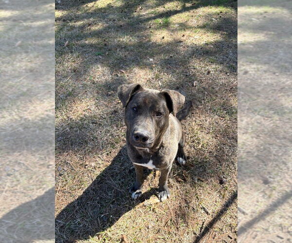Medium Photo #4 Plott Hound-Unknown Mix Puppy For Sale in Boston, MA, USA