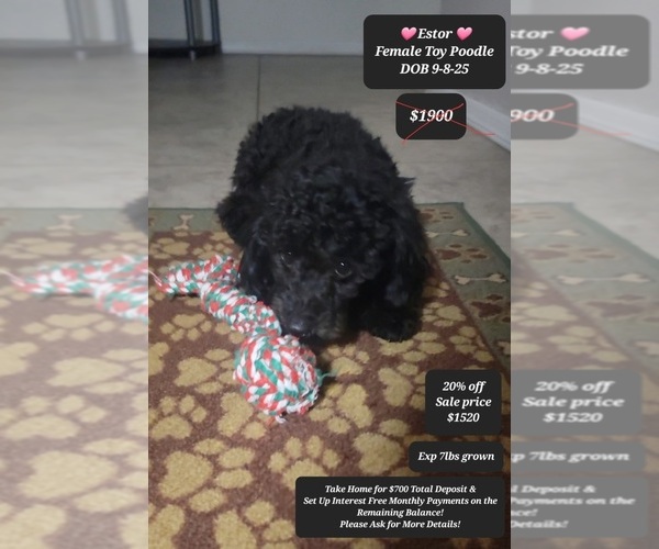 Medium Photo #1 Poodle (Toy) Puppy For Sale in TUCSON, AZ, USA