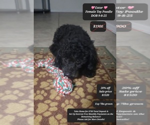 Poodle (Toy) Puppy for sale in TUCSON, AZ, USA