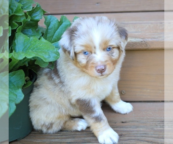 Medium Photo #38 Miniature Australian Shepherd Puppy For Sale in DAWSON, GA, USA