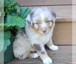 Small #2 Miniature Australian Shepherd