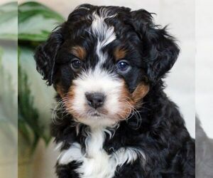 Bernedoodle (Miniature) Puppy for sale in LITITZ, PA, USA