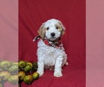 Small Photo #2 Goldendoodle (Miniature) Puppy For Sale in GLEN ROCK, PA, USA