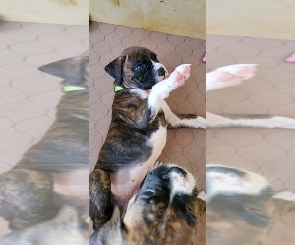 Medium Photo #2 Boxer Puppy For Sale in TOMBALL, TX, USA