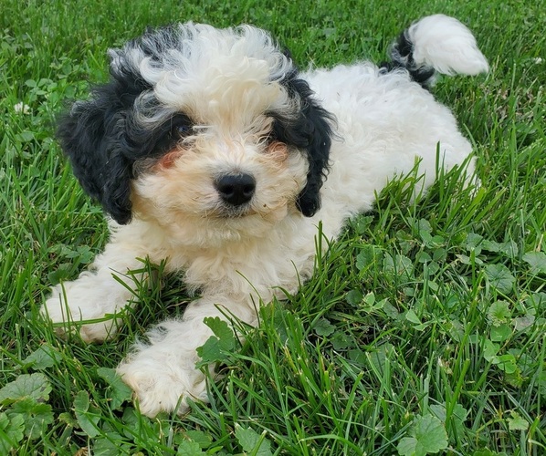 Medium Photo #8 Bernedoodle (Miniature) Puppy For Sale in LEETONIA, OH, USA