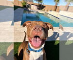 Small #14 Boxer-Staffordshire Bull Terrier Mix