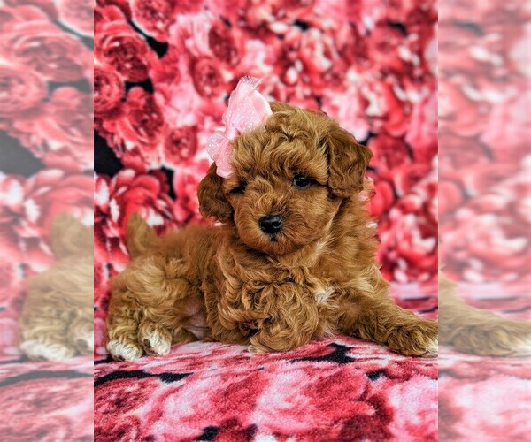 Medium Photo #6 Poodle (Toy) Puppy For Sale in LINCOLN UNIV, PA, USA