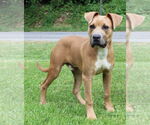 Small #3 American Pit Bull Terrier Mix