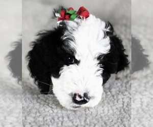 Sheepadoodle Puppy for Sale in GRAND RAPIDS, Michigan USA