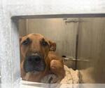Small Black Mouth Cur