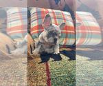Puppy Puppy 3 French Bulldog