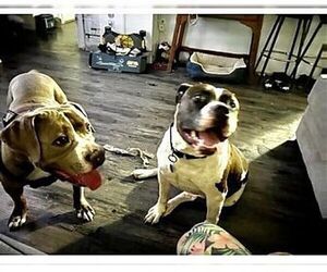 Cowboy and Duke - Male Mutt Dog for Adoption - Photo #2