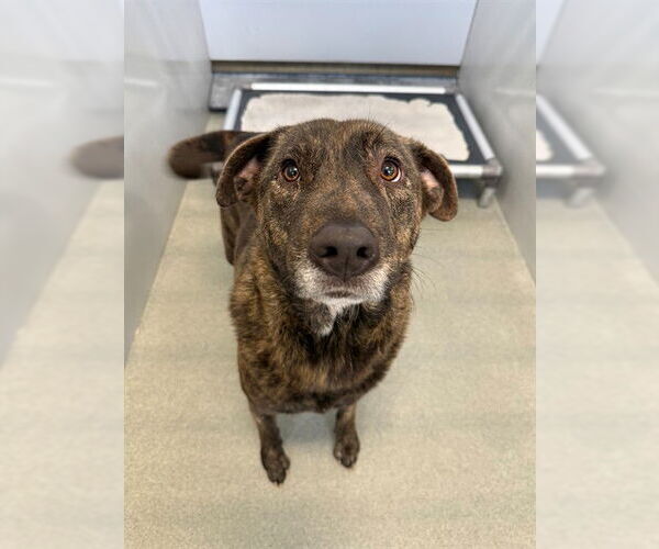 Medium Photo #1 Plott Hound-Unknown Mix Puppy For Sale in Fayetteville, NC, USA