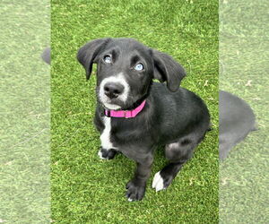 Mutt Dogs for adoption in Newfield, NJ, USA