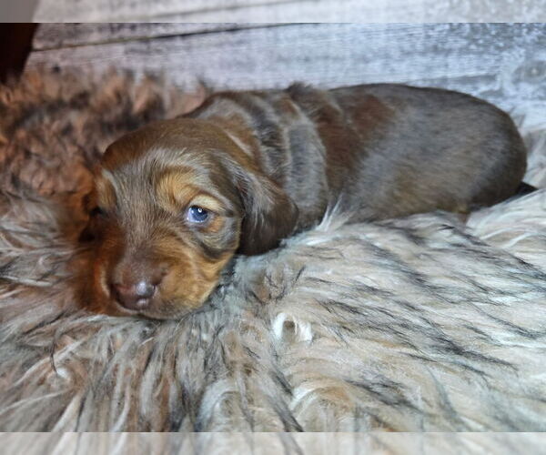 Medium Photo #2 Dachshund Puppy For Sale in NEOSHO, MO, USA
