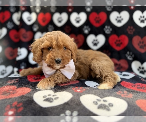 Medium Photo #3 Cavapoo (Miniature) Puppy For Sale in LAKELAND, FL, USA